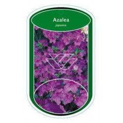 Azalea japonica (neutraal...
