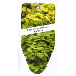 Acer shirasawanum 'Aureum'...