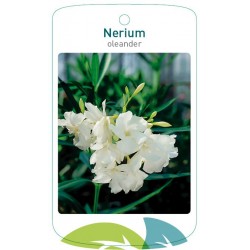 Nerium oleander double...