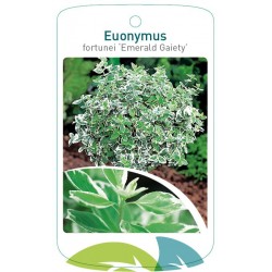 Euonymus fortunei 'Emerald...