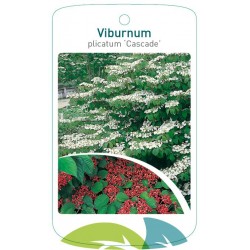 Viburnum plicatum 'Cascade'...