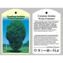 Carpinus betulus 'Frans...
