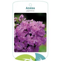 Azalea japonica lilac...