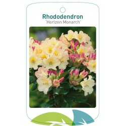 Rhododendron 'Horizon...