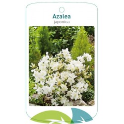 Azalea japonica white...