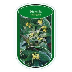 Diervilla sessilifolia...