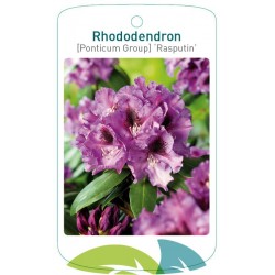 Rhododendron 'Rasputin'...