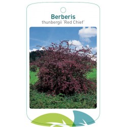 Berberis thunbergii 'Red...