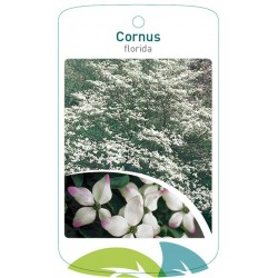 Cornus florida FMTLL1593