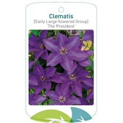 Clematis 'The President'...