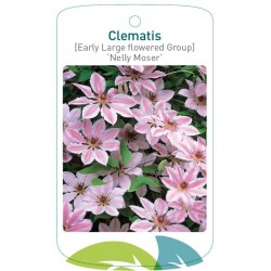 Clematis 'Nelly Moser'...