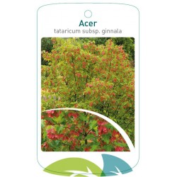 Acer tataricum subsp....