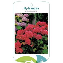 Hydrangea macrophylla red...