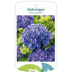 Hydrangea macrophylla blue...