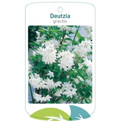Deutzia gracilis FMTLL0112