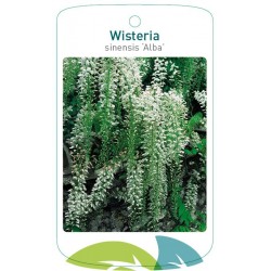 Wisteria sinensis 'Alba'...