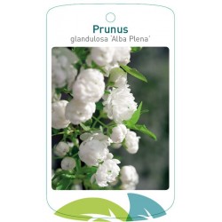 Prunus glandulosa 'Alba...