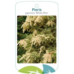 Pieris japonica 'White Rim'...