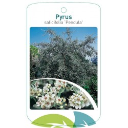 Pyrus salicifolia 'Pendula'...