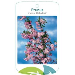 Prunus incisa 'Oshidori'...