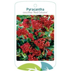Pyracantha coccinea 'Red...