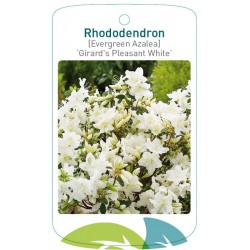 Rhododendron 'Pleasant...