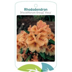 Rhododendron 'Viscy' FMTLL1456