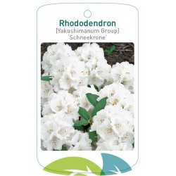 Rhododendron 'Schneekrone'...