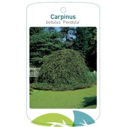 Carpinus betulus 'Pendula'...