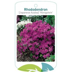 Rhododendron 'Königstein'...