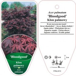 Acer palmatum 'Bloodgood'...