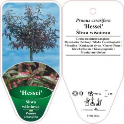 Prunus cerasifera 'Hessei'...
