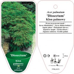 Acer palmatum 'Dissectum'...