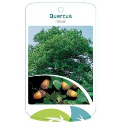 Quercus robur FMTLL2245