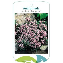 Andromeda polifolia...