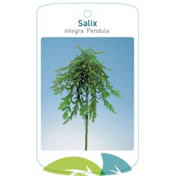 Salix integra 'Pendula'...