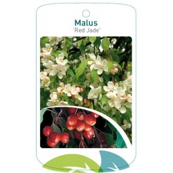 Malus 'Red Jade' FMTLL2156