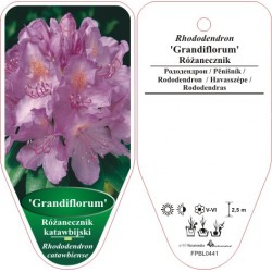 Rhododendron 'Grandiflorum'...