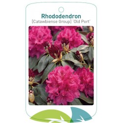 Rhododendron 'Old Port'...