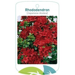Rhododendron red FMTLL0008