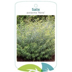 Salix purpurea 'Nana'...