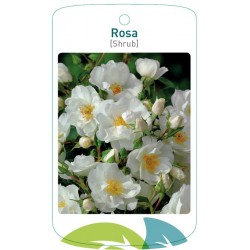 Rosa [Shrub] white FMTLL1435