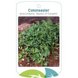 Cotoneaster procumbens...