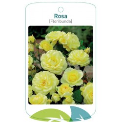 Rosa [Floribunda]...