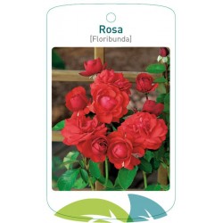 Rosa [Floribunda] lightred...