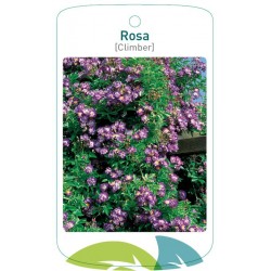 Rosa violet FMTLL1430