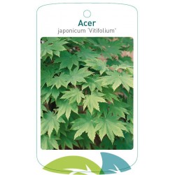 Acer japonicum 'Vitifolium'...