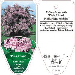 Kolkwitzia amabilis 'Pink...