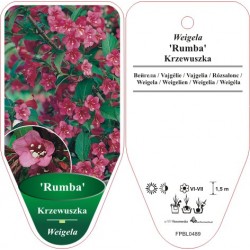 Weigela 'Rumba' FPBL0489