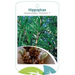 Hippophae rhamnoides...
